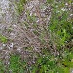 Ammi majus Leaf