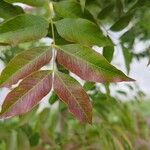 Pistacia chinensis Fulla