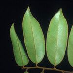 Diospyros guianensis