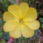 Oenothera stricta Blomst