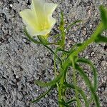 Xenostegia tridentata Flower