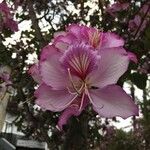 Bauhinia variegata Blomma