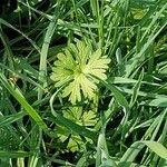 Geranium carolinianum Lehti