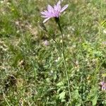 Podospermum purpureum Blüte