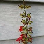 Salvia roemeriana Flor