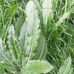 Cirsium dissectum Leaf