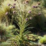 Cirsium jorullense Žiedas