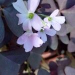 Oxalis triangularisFiore