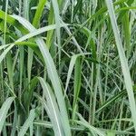 Miscanthus × longiberbis Leaf