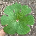 Sanguinaria canadensis ഇല