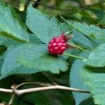 Rubus spectabilisফল