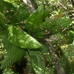 Psychotria wagapensis Hábito