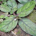 Strobilanthes reptans Hábito