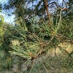 Pinus pinaster Lehti