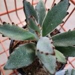 Kalanchoe tomentosa Folha