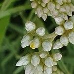 Helichrysum glumaceum Flower