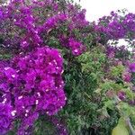 Bougainvillea glabra Flor