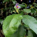 Solanum paludosum Λουλούδι