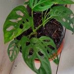 Monstera adansoniiLeaf