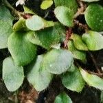 Microgramma reptans Folla