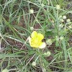 Potentilla argenteaFlower