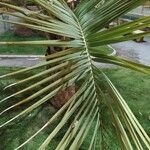 Butia capitata पत्ता