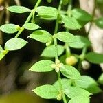 Galium lilloi Hoja