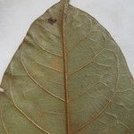 Eriotheca longitubulosa Otro