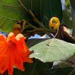 Cordia dodecandra Kvet