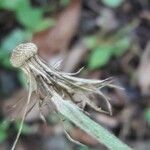 Chaptalia nutans Fruit