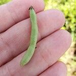 Vigna luteola Frukto