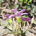 Oxalis argentina