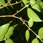 Myrciaria floribunda Feuille