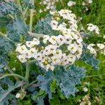 Crambe maritimaKvet