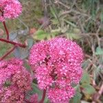 Hylotelephium telephium Fula
