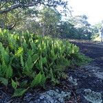 Arthropteris orientalis Leaf