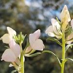 Misopates calycinum Flower