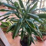 Dracaena angustifolia برگ