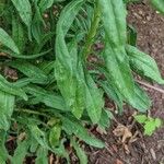 Liatris aspera Leaf