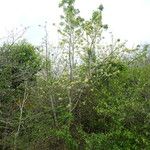 Zanthoxylum caribaeum Habit