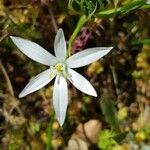 Ornithogalum gussonei Flower