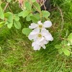 Exochorda racemosaCvet