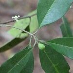 Pleiocarpa pycnantha Leaf