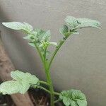 Solanum tuberosum Hoja