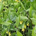 Disporum uniflorum Blad