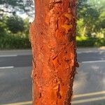 Syzygium zeylanicum Bark