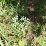 Tordylium apulumFlower