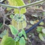 Physalis peruviana Плід