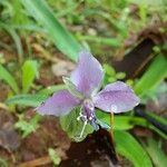 Murdannia nudifloraFlower