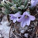 Campanula andrewsii Other